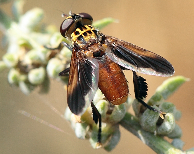 Trichopoda pennipes